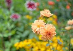 オレンジ色の花