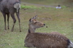 奈良の鹿