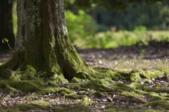 大地に根を張る
