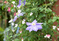 薄紫のきれいな花。