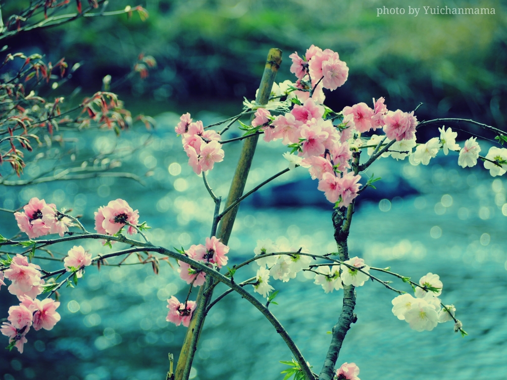川面に咲く♡桜