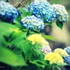 紫陽花は好きだけど･･･