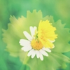 花の中に咲く華
