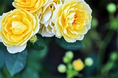 yellow rose