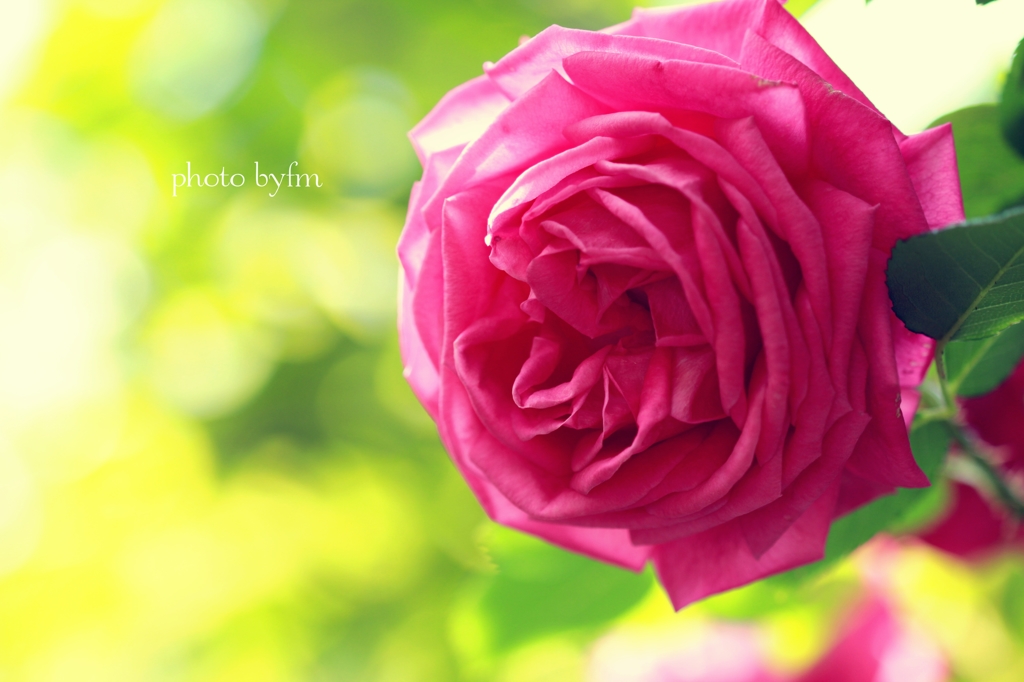 薔薇の輝き