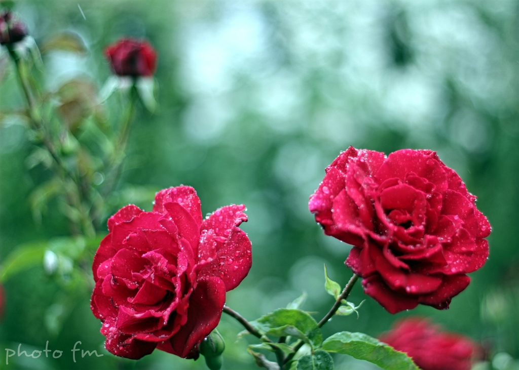 雨上がり光を求めて～薔薇色の未来～