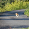 猫の後ろ姿