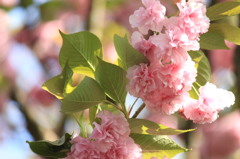 晴れの日の八重桜