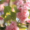 晴れの日の八重桜