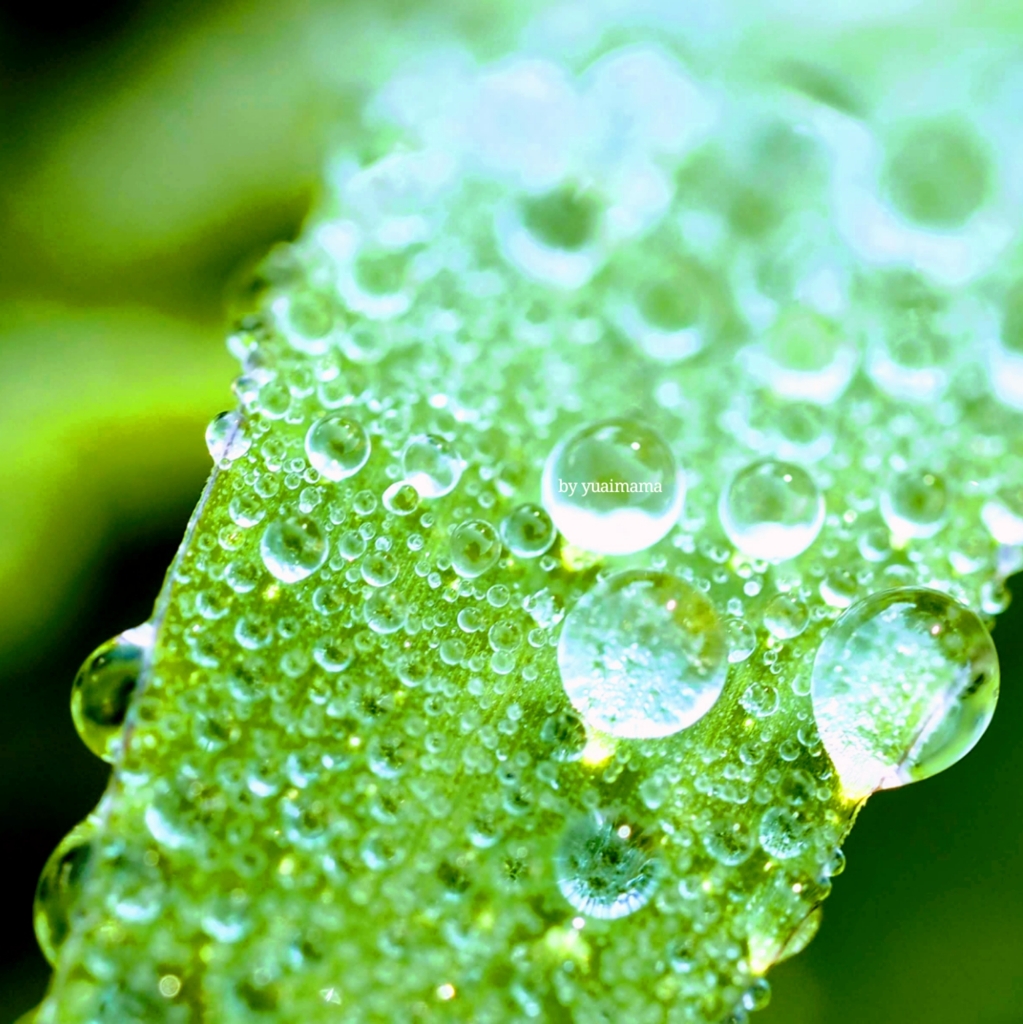 あま梅雨