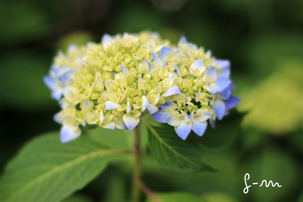 雨で輝く花