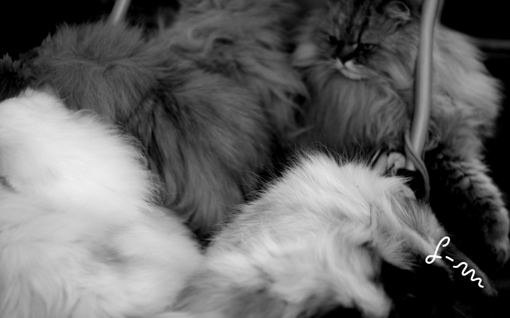 動かぬ猫たち
