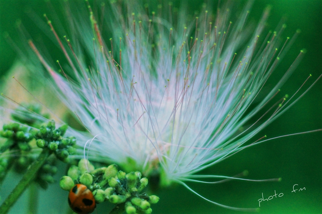 ふわり…華…✰