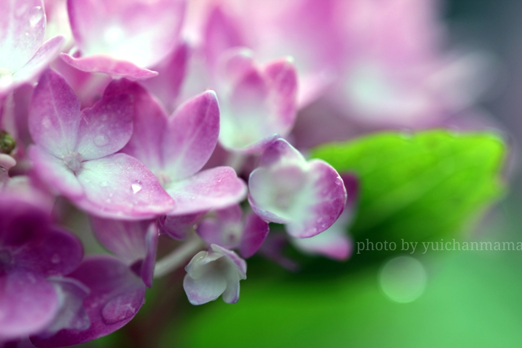 紫陽花日和