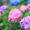 色とりどりの夢