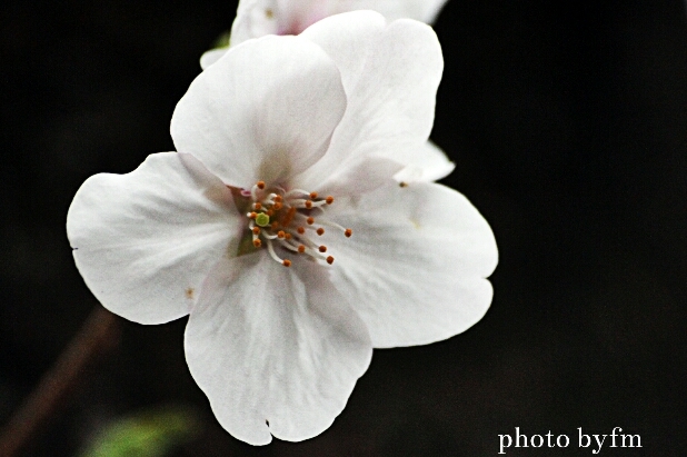 1輪桜