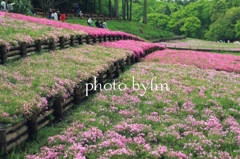 芝桜の丘