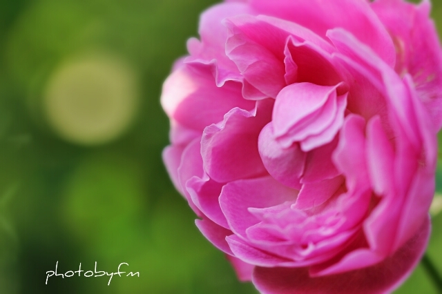 ピンクの花弁