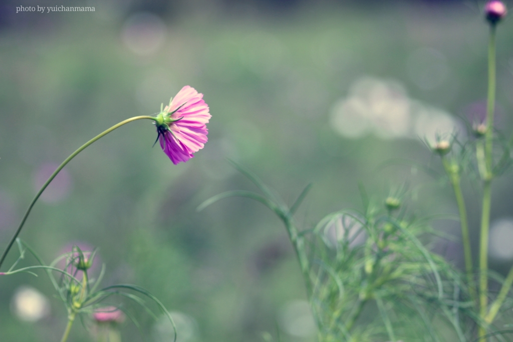 COSMOS～生まれし光