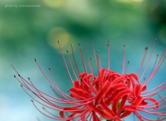 曼珠沙華♪秋の花火