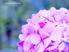 夢見る紫陽花