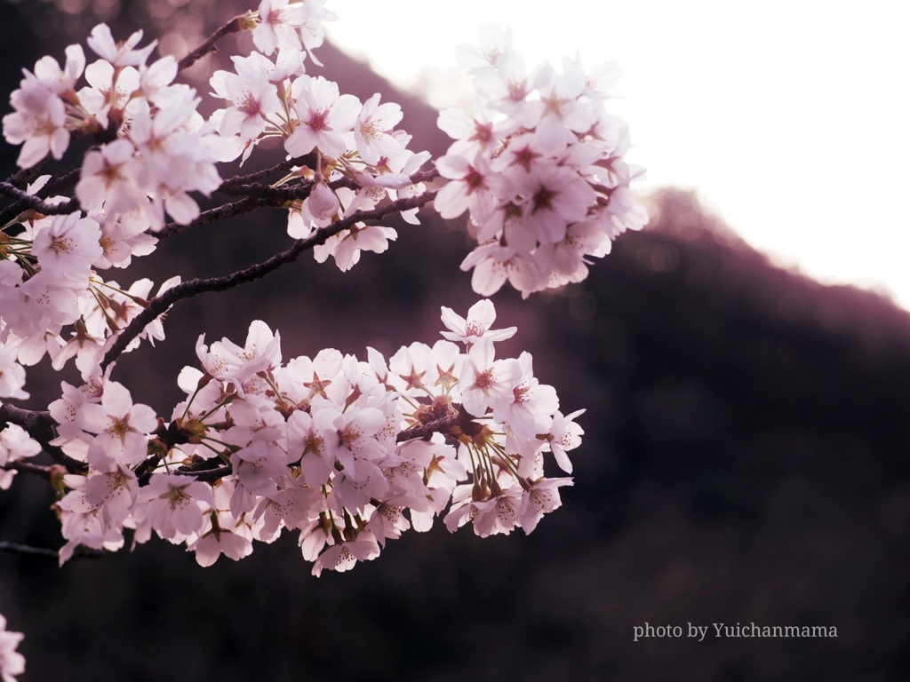 夕方の山桜