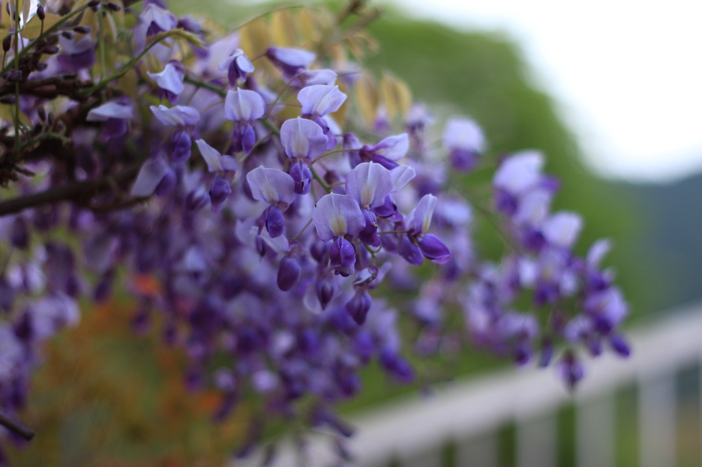 ｴﾝﾄﾞｳ系のお花進化系