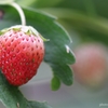 お庭の苺