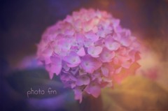 夕焼け色の紫陽花