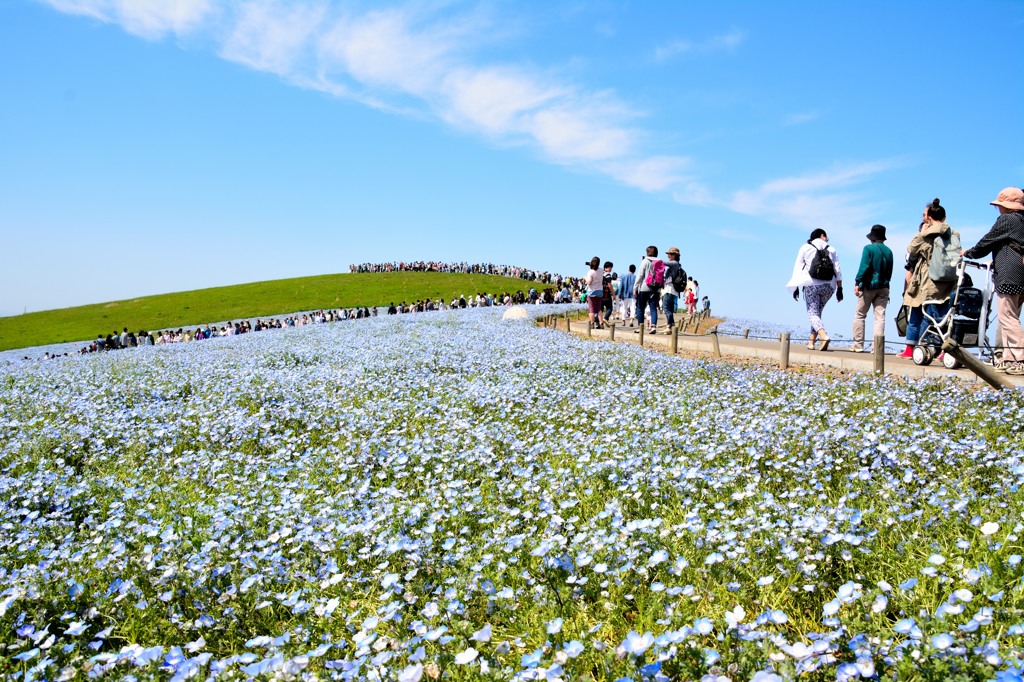 ひたち海浜公園