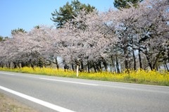 akita