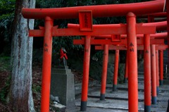 akita