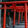 akita