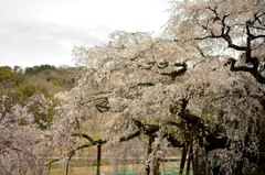 岡崎 枝垂れ桜