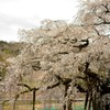 岡崎 枝垂れ桜
