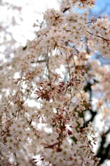 岡崎城 桜20160406