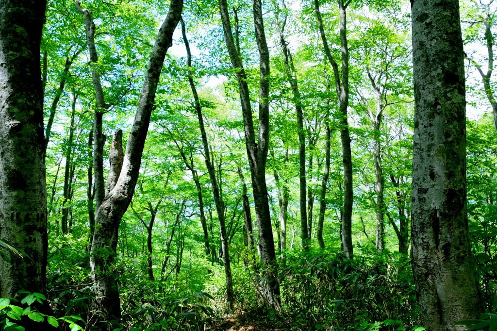 太平山　登山道　旭又ルート