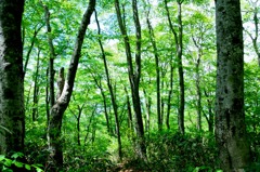 太平山　登山道　旭又ルート