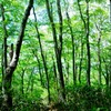 太平山　登山道　旭又ルート