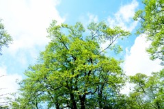 太平山　登山道　旭又ルート