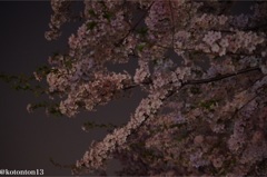 夜桜 