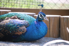 ご自慢のボディカラー