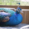 ご自慢のボディカラー