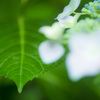 梅雨支度