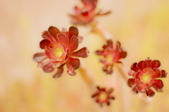 春の花（名前は不明）