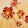 春の花（名前は不明）