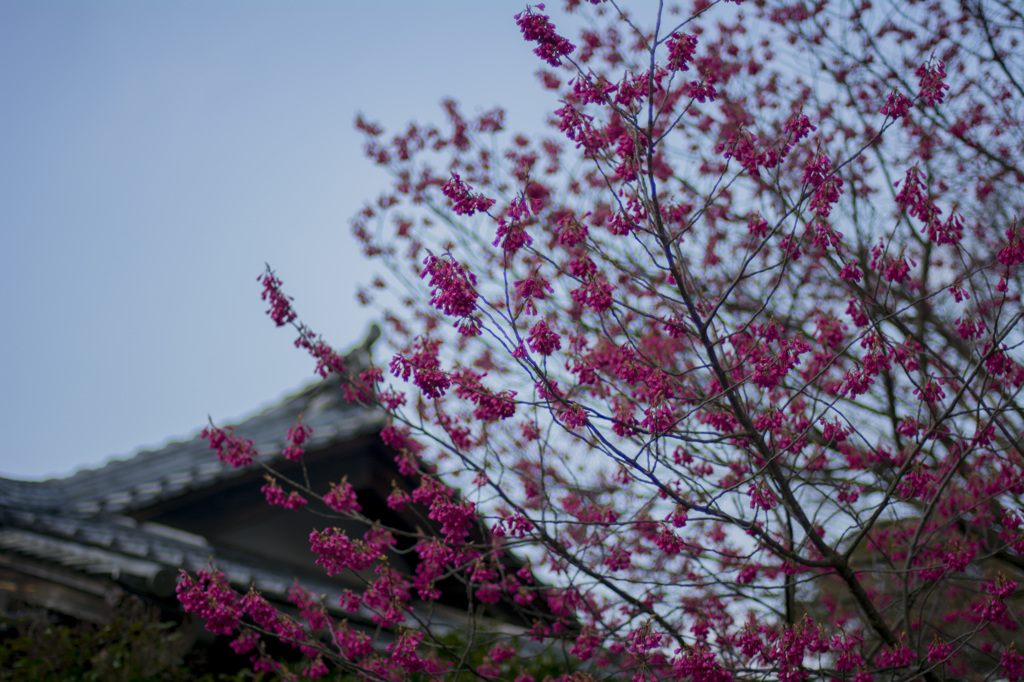 法隆寺にて