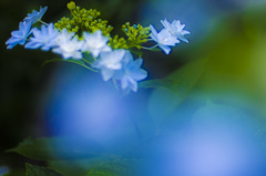 紫陽花