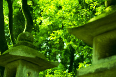 Green　world