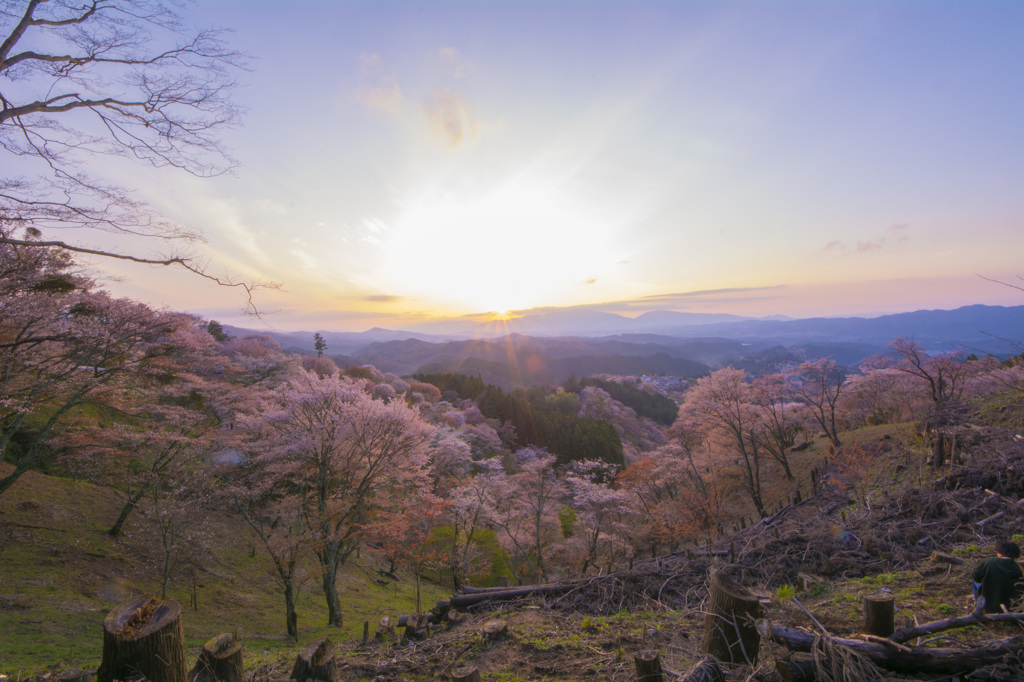吉野上千本桜